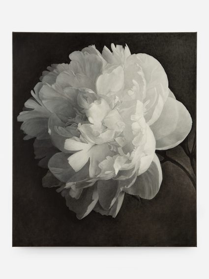 Don Brown — Peony